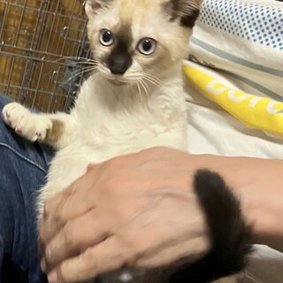 青い目　シャム系ミックス　穏やか女子
