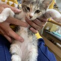 臆病なパステル三毛猫ちゃん♡マロンちゃん