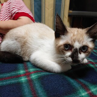 青い目シャム系　おっとり男子