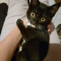 黒マントにタキシード、白ソックスの可愛いあびちゃん