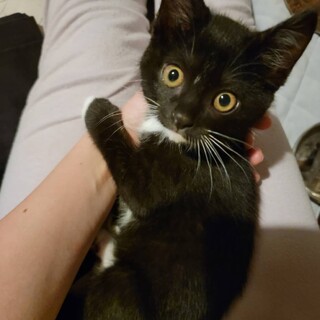 黒マントにタキシード、白ソックスの可愛いあびちゃん