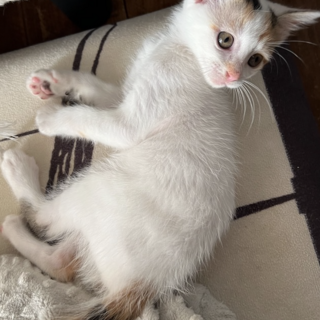 ほわほわ三毛♡かわいいきんつばちゃん