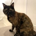人なつこいサビネコの里親募集中