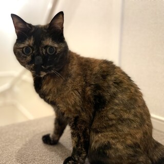 人なつこいサビネコの里親募集中