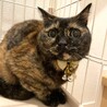 人なつこいサビネコの里親募集中 サムネイル2