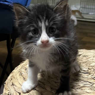 甘えん坊のかわいい男の子☆ふわふわパルムくん