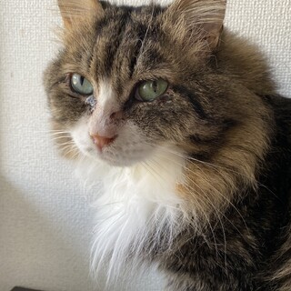 美猫♡鬼丸さん