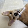 わんぱく？お調子者？[大福] サムネイル4