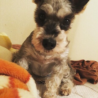 ミニチュアシュナウザーのるしあ