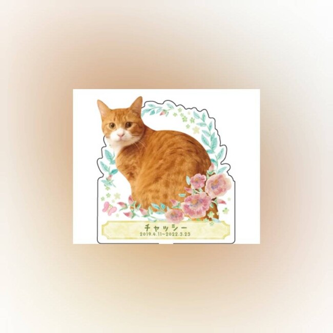 グゥペコのカバー写真