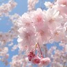 しゆうしゆう