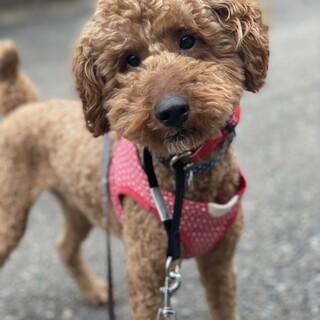 お見合い調整中。元気いっぱいトイプー君です。