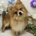 ポメラニアン男の子2匹