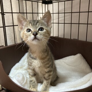 おてんばで元気いっぱいのゴロゴロ、コイちゃん❣️