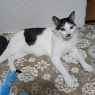 去勢済み　9歳3ヶ月　ホルス君　雑種白黒♂