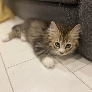 #チーム三毛とモフモフ☆くう♀生後3ヶ月