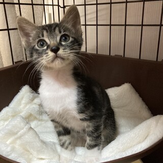 すぐゴロゴロの甘えん坊、ノボル君❣️