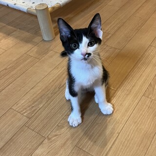 人懐っこくて元気いっぱい♡シナーくん