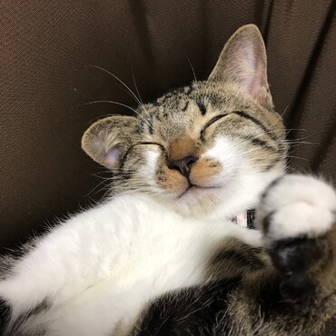 の写真