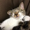 の写真