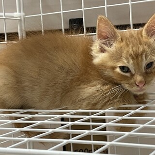 生後1ヶ月くらいの子猫4匹里親募集です！
