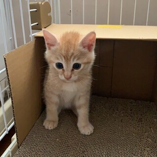 ふわもこ・アイボリー３兄弟一時募集停止