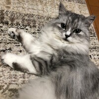 きぬ