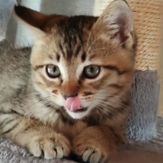 とっても愛らしいギジトラ仔猫のカツ君❣️