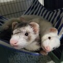 マーシャル4歳男の子、3歳女の子