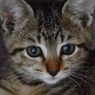 ちょっと恥ずかしがりなギジ仔猫のなぎさちゃん❣️