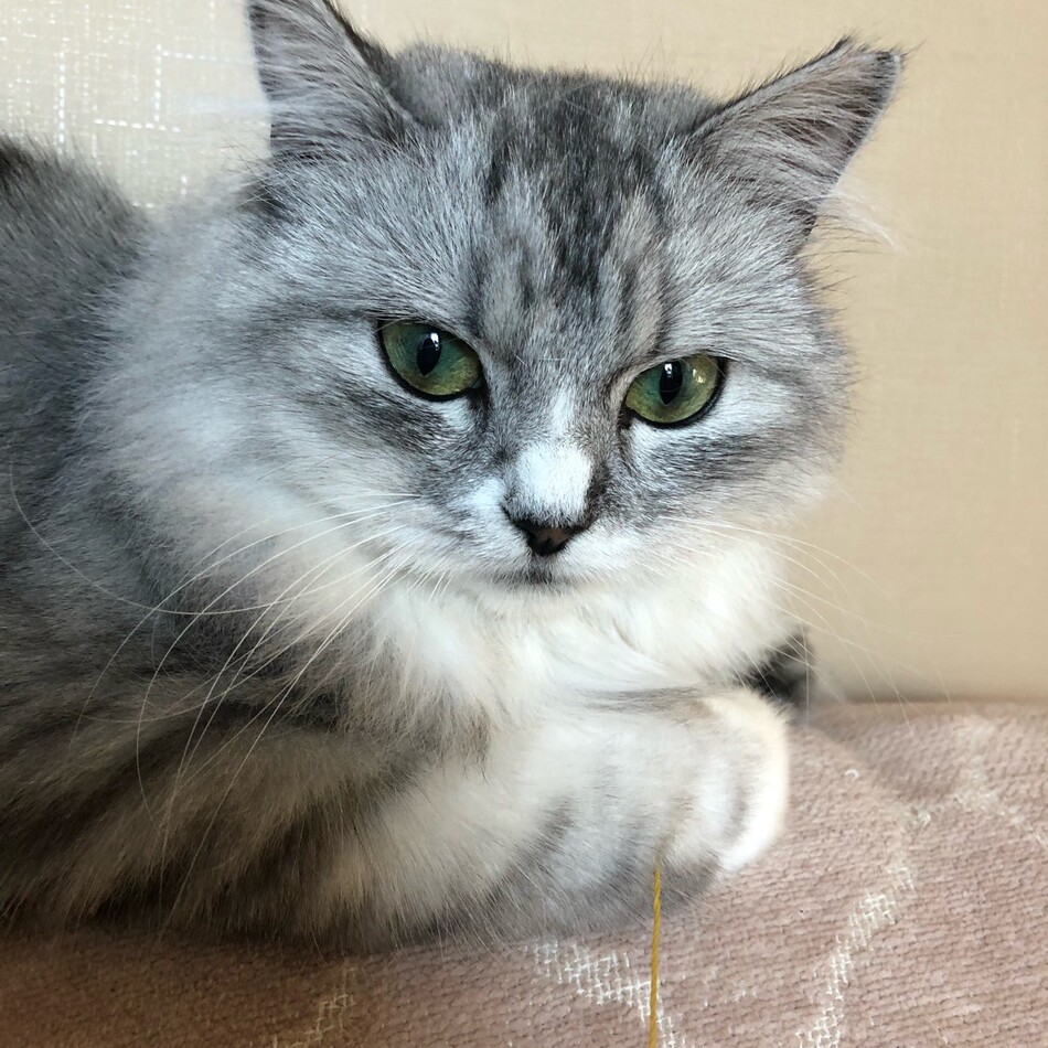 きぬのカバー写真