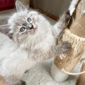 ＊マハロくん＊シャム系長毛の男の子