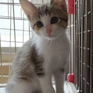 かなりの美猫！シロギジ仔猫のさくらちゃん❣️