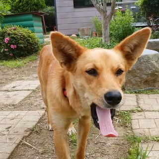 家族に加えてください