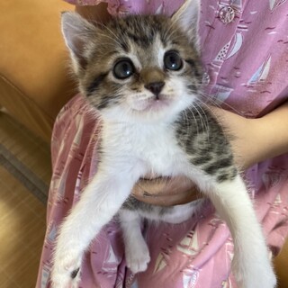 生後1ヶ月の子猫 だいずくん(キジ白オス)