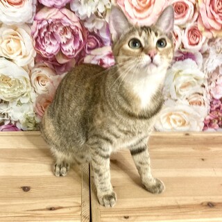 【6/12芝浦】甘えん坊なスプーン＆優しいフォーク