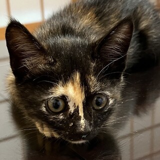 可愛すぎてとっても愛おしい☆サビ仔猫のアンアン❣️