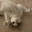 保護猫の譲渡先を募集しています
