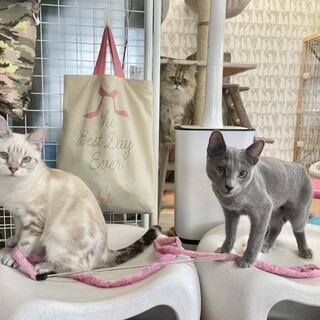 元気いっぱい仲良しアメショとロシブルご家族大募集！