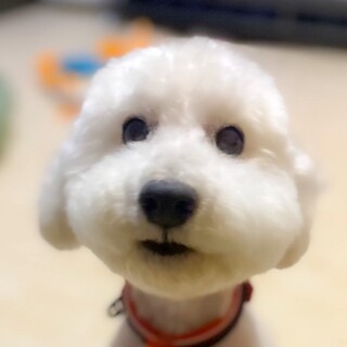 【トライアル決定】可愛いプードルの男の子です