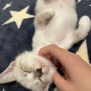 可愛いブルーなお目めの子猫ちゃん