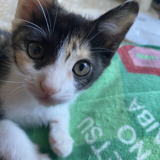 雑種で二ヶ月のミケちゃんです。