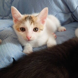 美人な白ミケ★おもちちゃん★2ヶ月♀メス