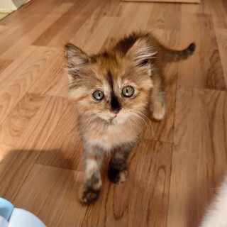 長毛ふわふわサビ★もふちゃん★２ヶ月半♀メス