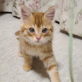 【兄弟】茶トラちゃん