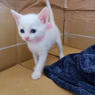 ブルーの瞳の女の子