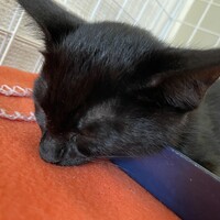 ネル