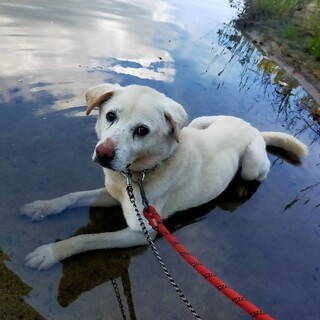 おっとりさんのシローくん