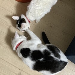 まつりさん、今年のワクチン打ったよ