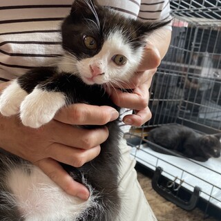 とっても甘えん坊の男の子【譲渡会参加】